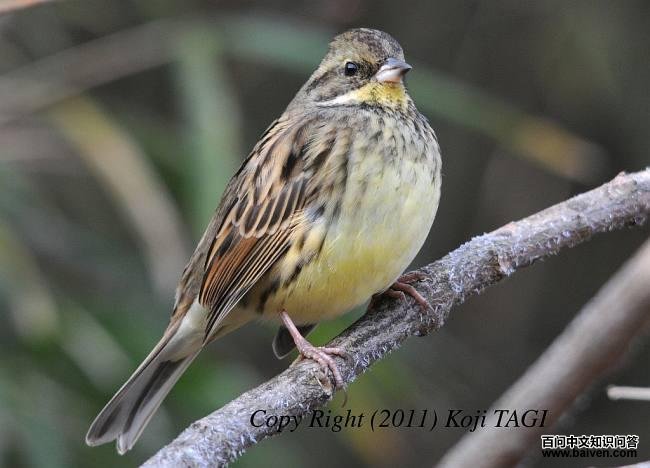 ��ͷ�c�ձ�����personata������