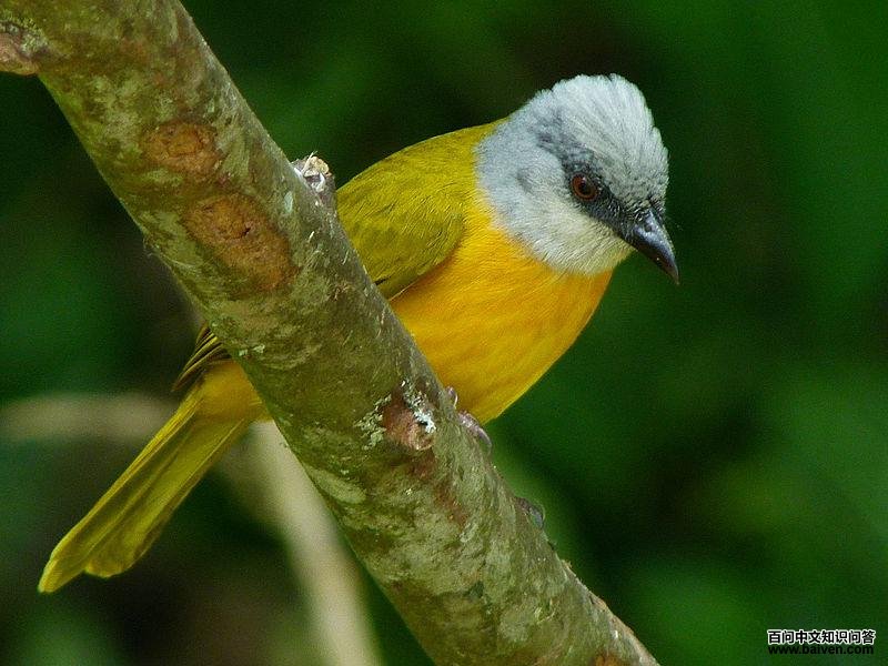 ��ͷ����ȸ��ͼƬ