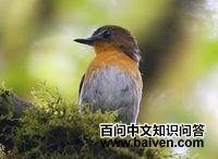 白腹歌鵖 白腹歌鵖的图片