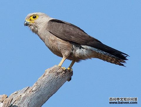 ��ͷ����ͼƬ