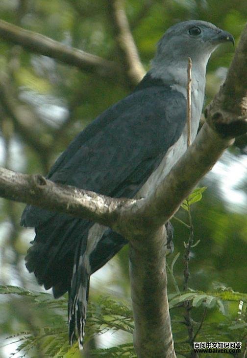 ��ͷ������ͼƬ