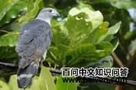 ��ͷ�����