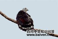 ��ͷ�����