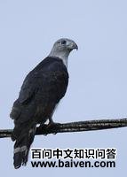 ��ͷ�����