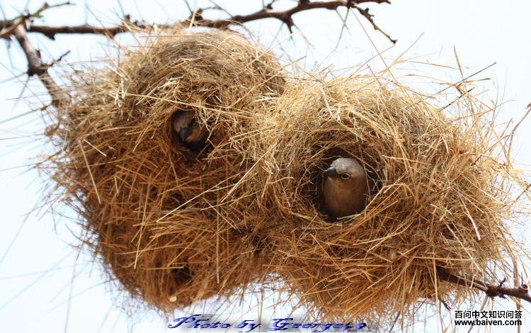 ��ͷȺ֯ȸ��ͼƬ