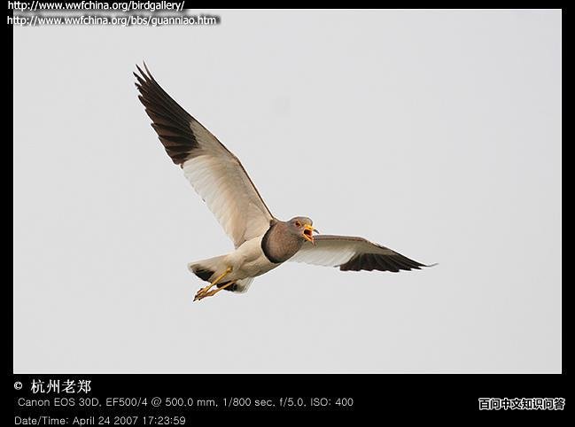 ��ͷ�󼦷���ͼ