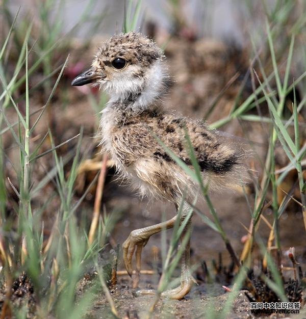 ��ͷ�󼦣�����