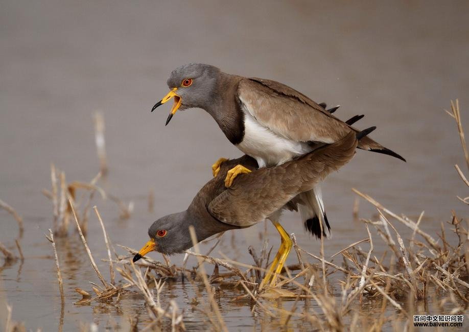 ��ͷ�󼦽���