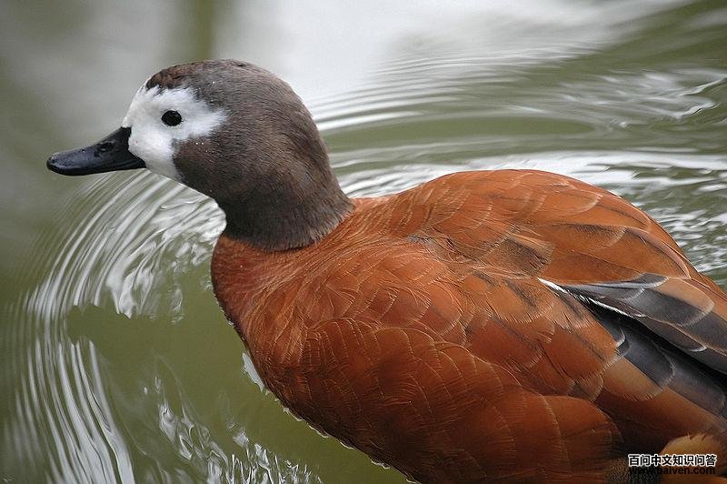 ��ͷ��Ѽ��ͼƬ