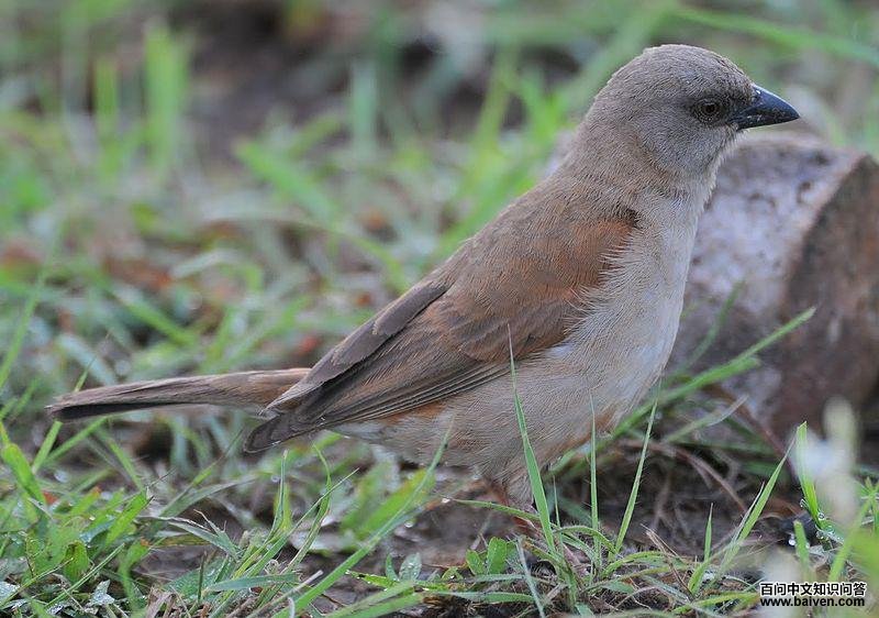 ��ͷ��ȸ��ͼƬ