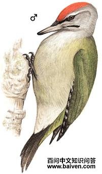 ��ͷ����ľ����̬����ͼ