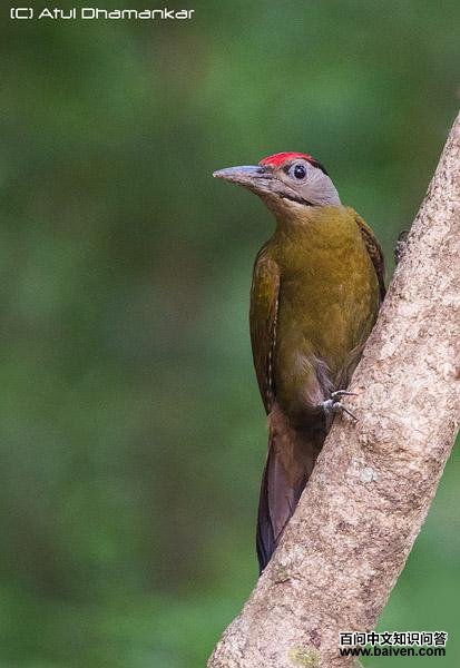 ��ͷ����ľ��