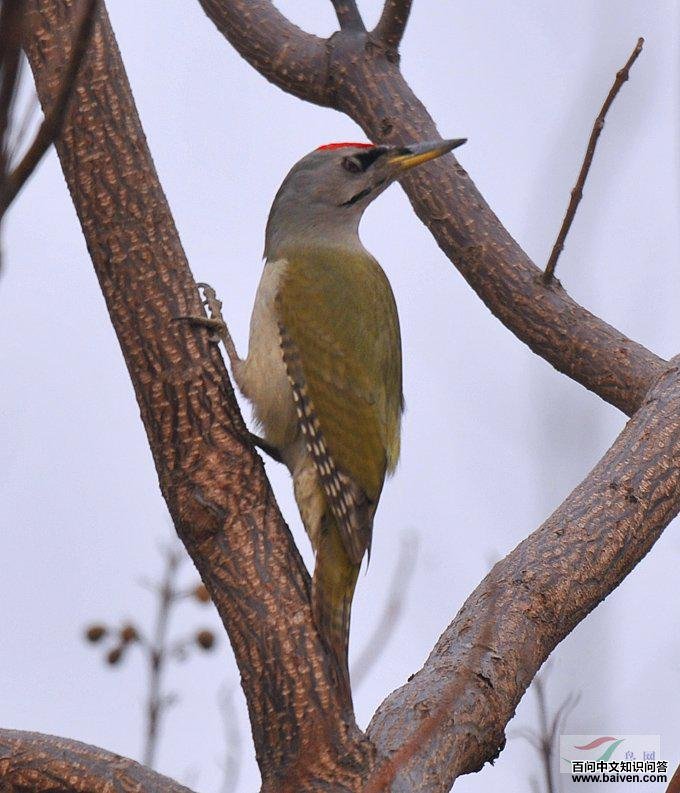 ��ͷ����ľ��