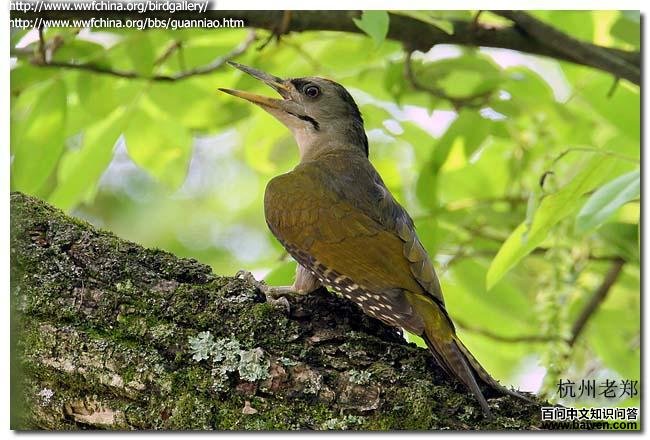 ��ͷ����ľ��