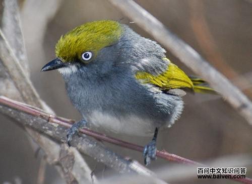 灰头绿莺雀 灰头绿莺雀的图片