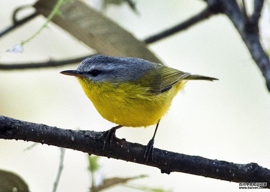 ��ͷ��ݺ��ͼƬ