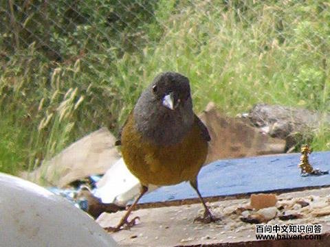 灰头岭雀鹀 灰头岭雀鹀的图片