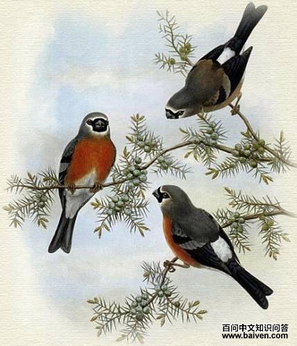 ��ͷ��ȸ����̬����ͼ