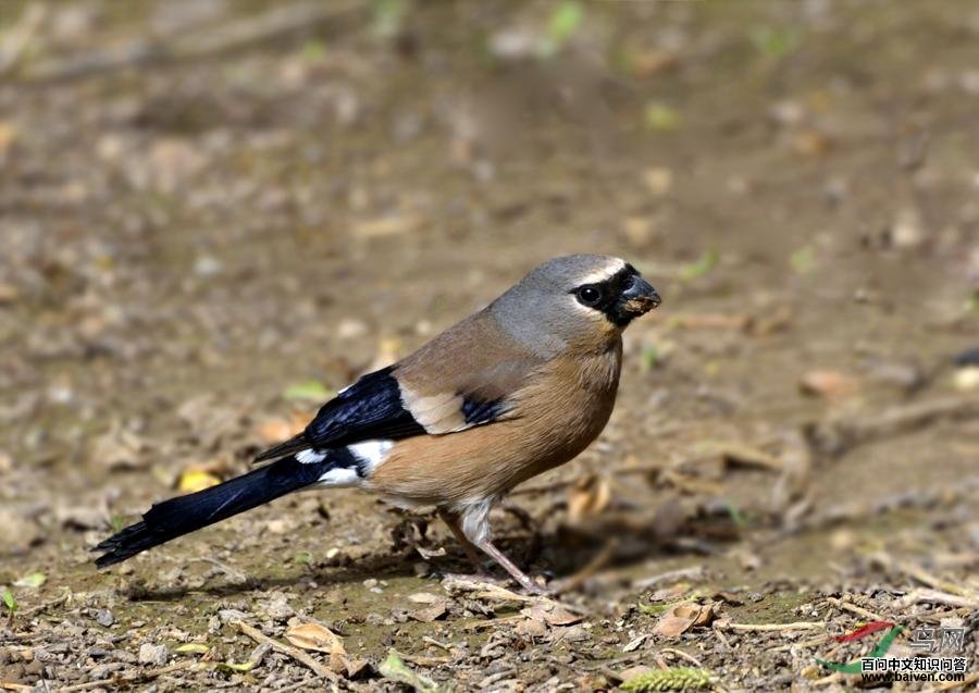 ��ͷ��ȸ������