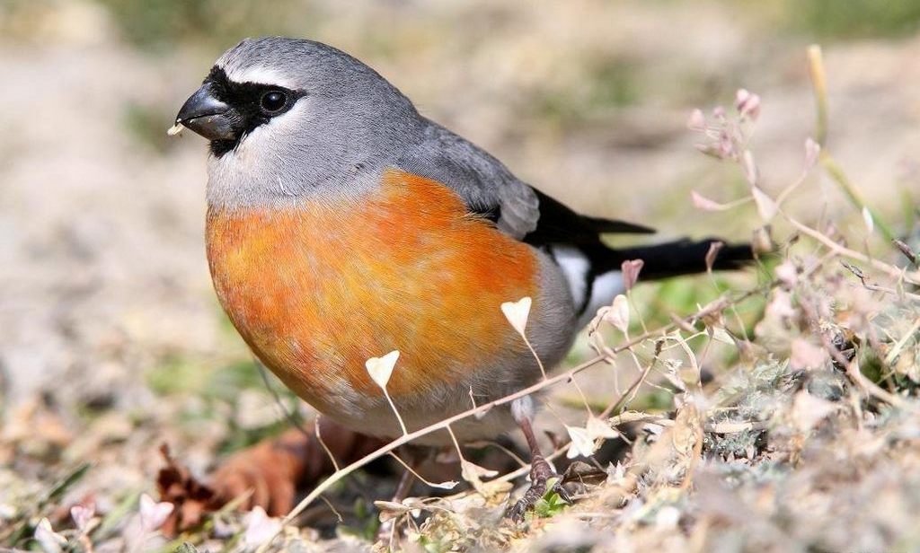 ��ͷ��ȸ������