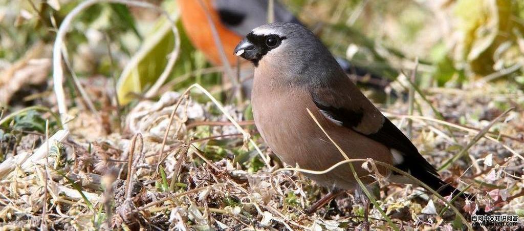 ��ͷ��ȸ��һ��