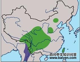 ��ͷ��ȸ�������ֲ�ͼ