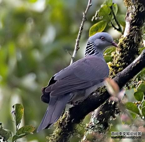 ��ͷ�ָ��ͼƬ