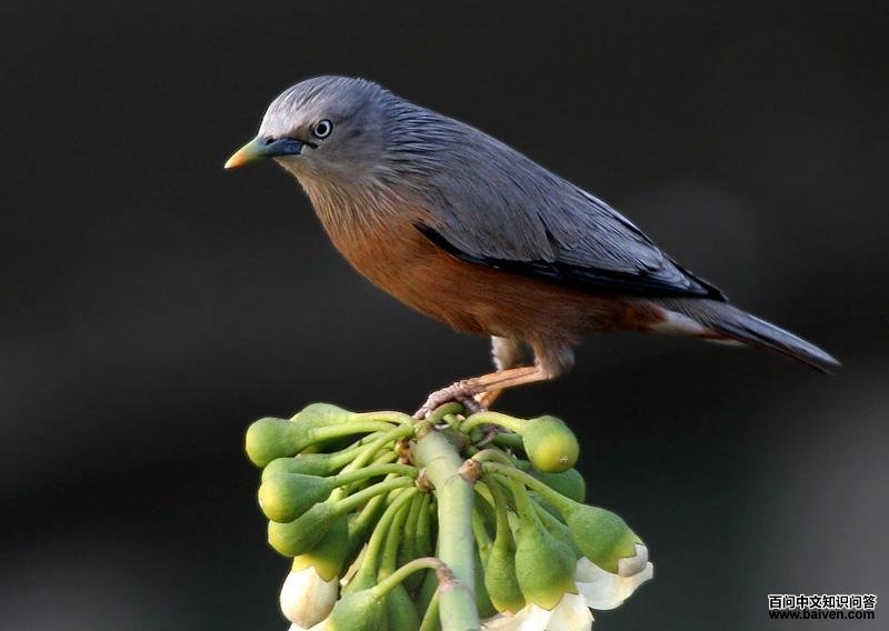 ��ͷ����ͼƬ