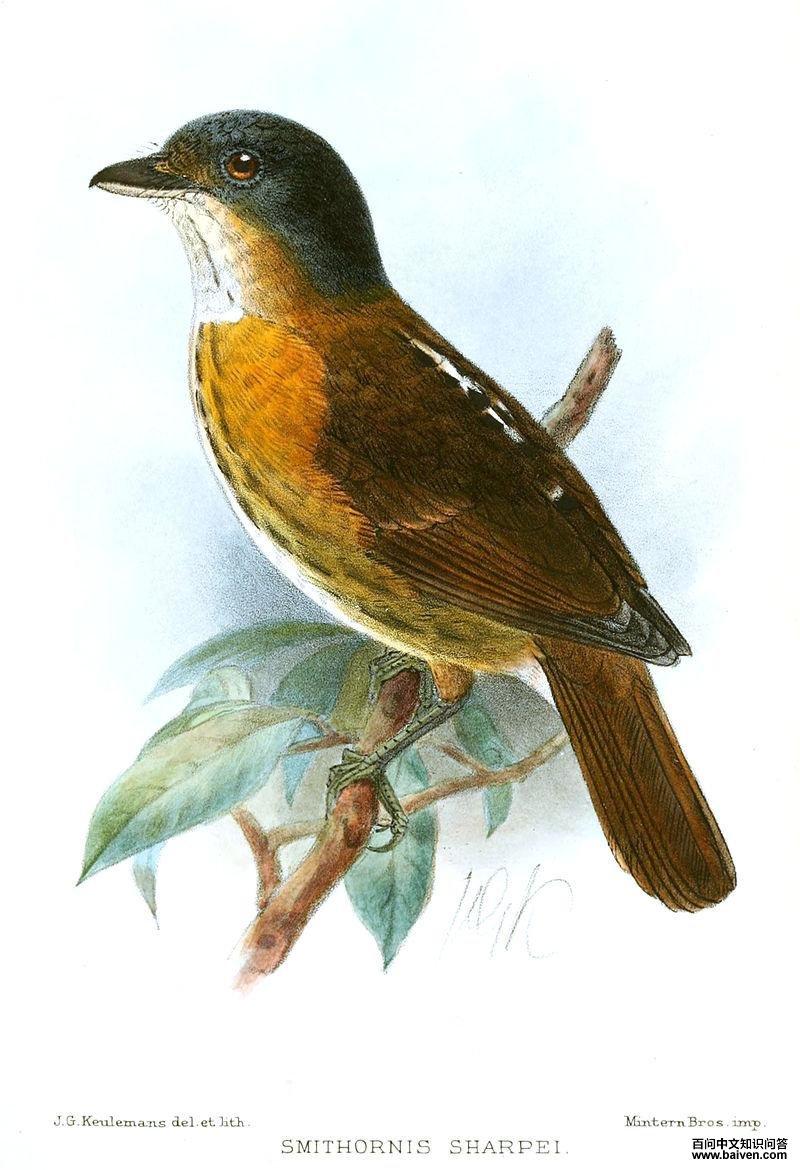 灰头阔嘴鸟 灰头阔嘴鸟的图片