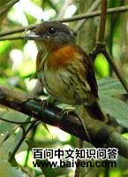 ��ͷ������