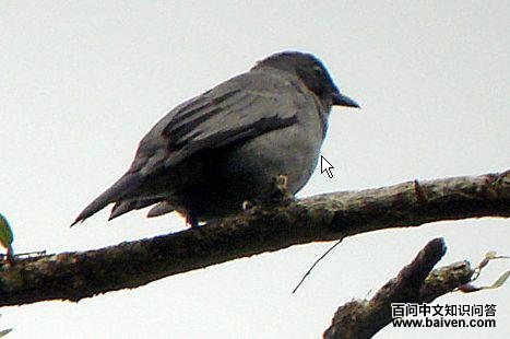 灰头鹃鵙 灰头鹃鵙的图片