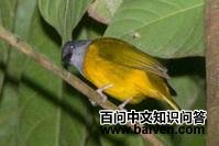 灰头娇鹟 灰头娇鹟的图片