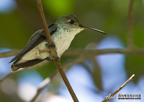 白腹蜂鸟 白腹蜂鸟的图片