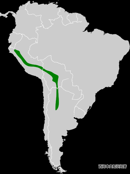 �׸����񣺵����ֲ�ͼ