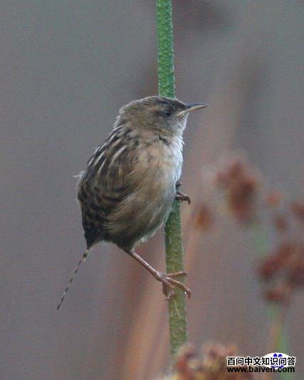 �����������ӵ�ͼƬ