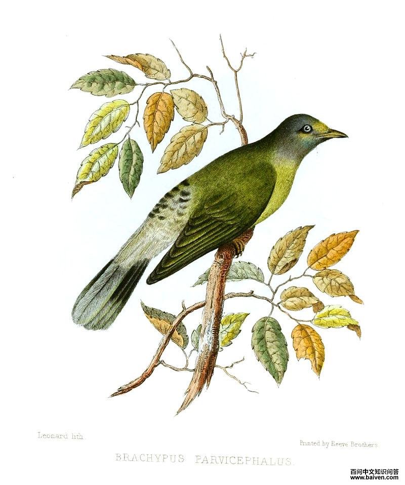 灰头冠鹎 灰头冠鹎的图片