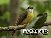 ��ͷ����