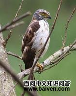 ��ͷ��ͷӥ��ͼƬ