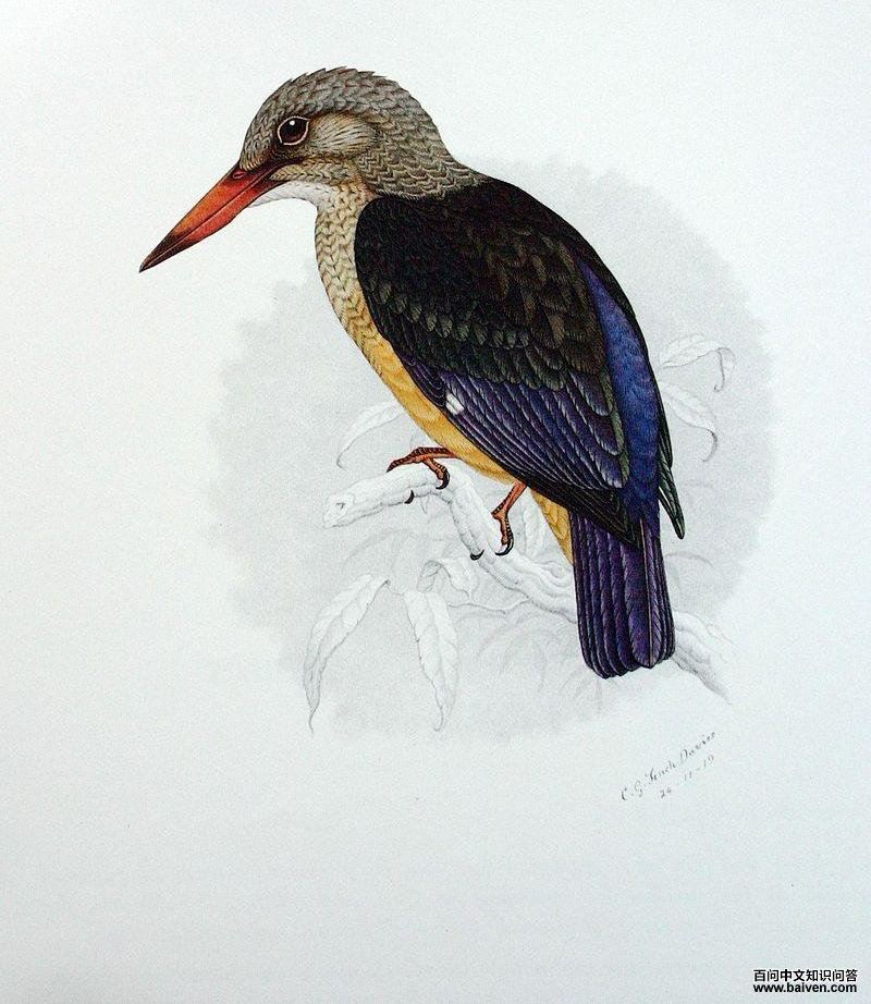 灰头翡翠 灰头翡翠的图片