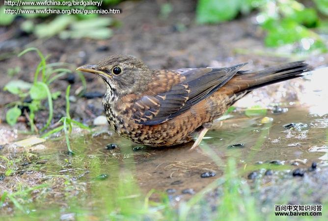 ��ͷ𴣺�ǳ���