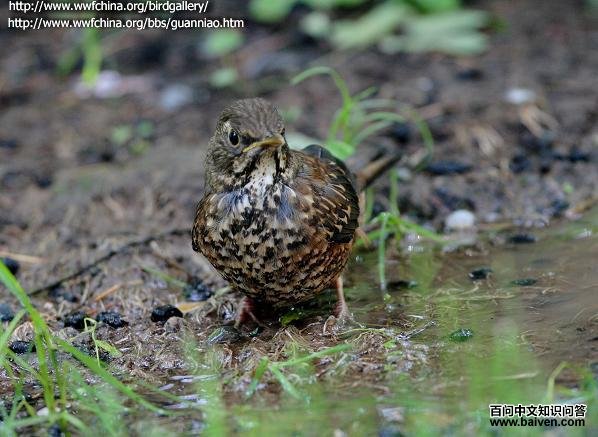 ��ͷ𴣺�ǳ���