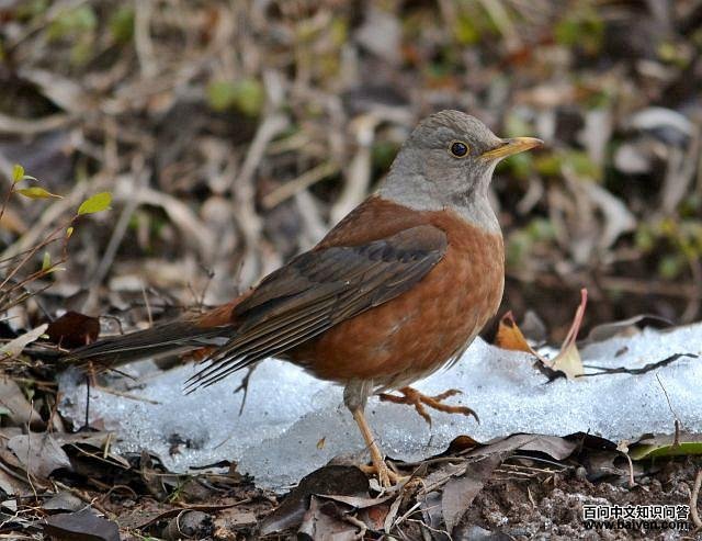 ��ͷ�ָ�����֣���������ӡ��