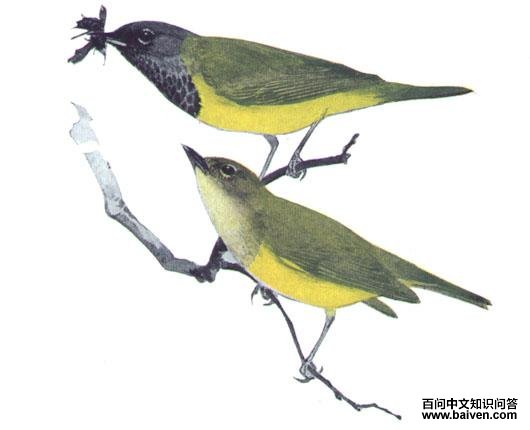 ��ͷ��ݺ��ͼƬ