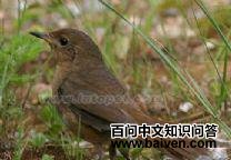 白腹短翅鸲 白腹短翅鸲的图片