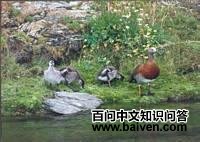 灰头草雁 灰头草雁的图片