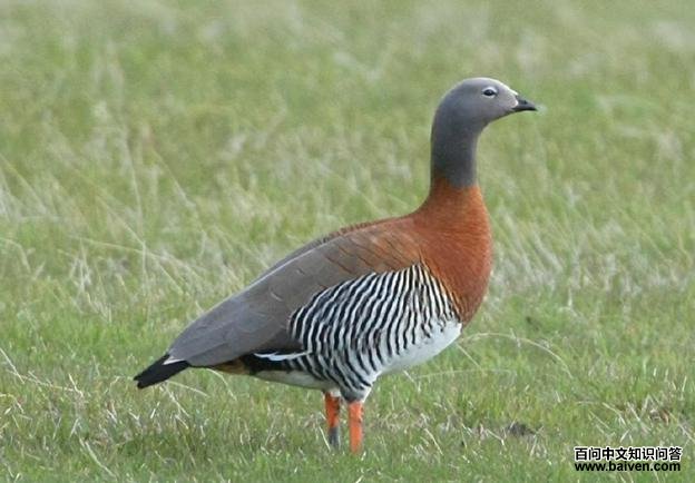 ��ͷ����