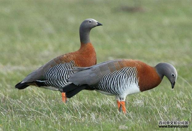 ��ͷ����