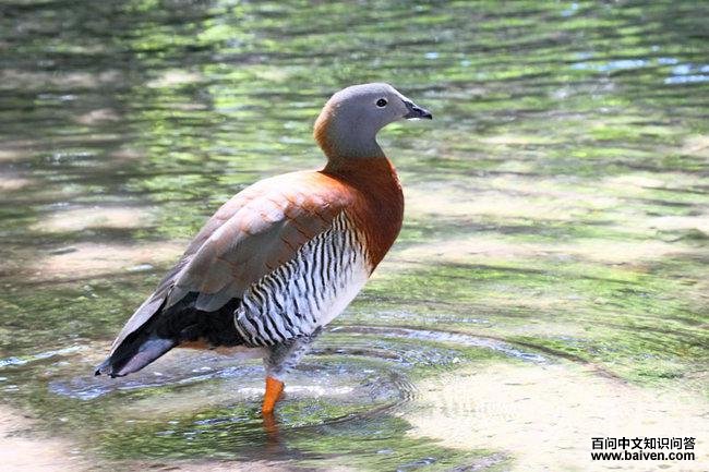 ��ͷ����