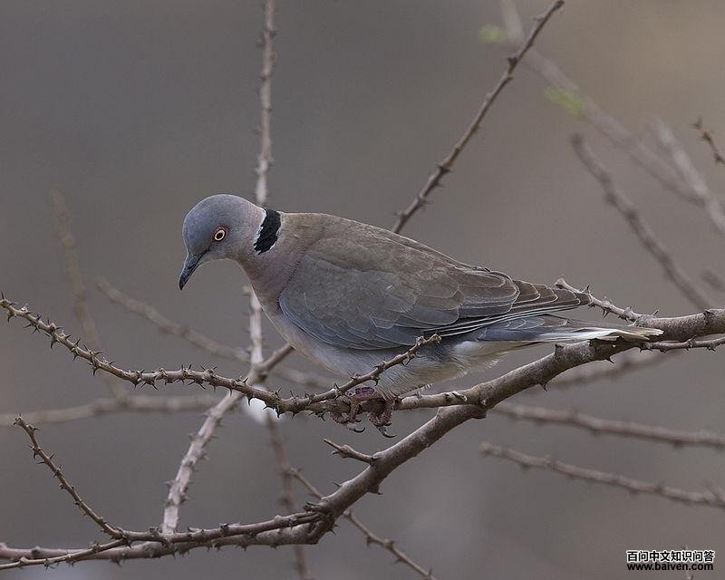 灰头斑鸠 灰头斑鸠的图片