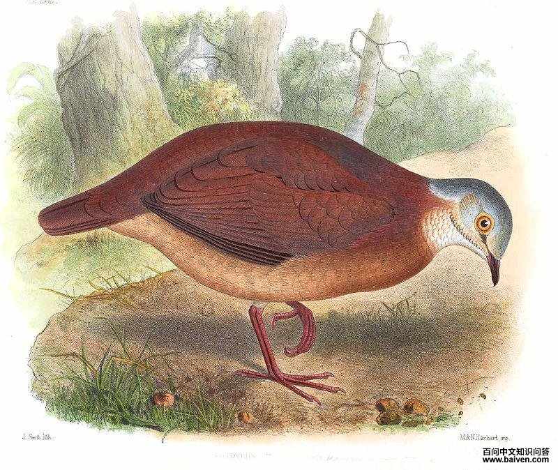 灰头白脸鹑鸠 灰头白脸鹑鸠的图片